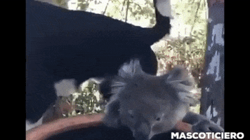 Perro Comparte Agua GIF