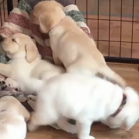 Snuggle GIF - Find & Share on GIPHY