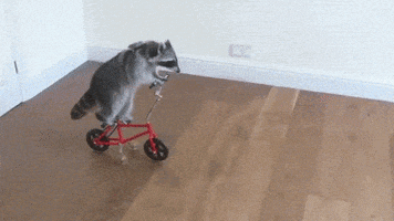 Bicycle Raccoon GIF