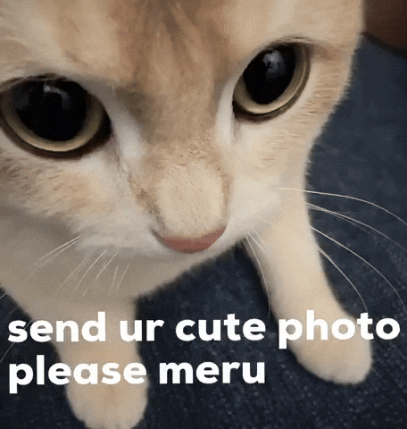 Cat Photo GIF