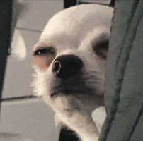 Dog Eyes GIF