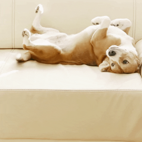 Tired Dogs GIF by Diamond Pet Foods