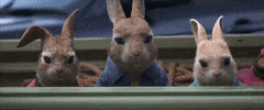 peter rabbit GIF