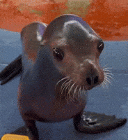 Happy Sea Lion GIF