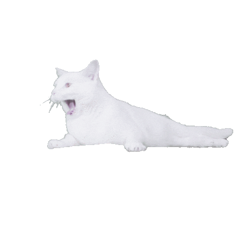 White Cat Yawn Sticker by Delta Goodrem