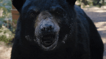 Hungry Chaos GIF by Cocaine Bear