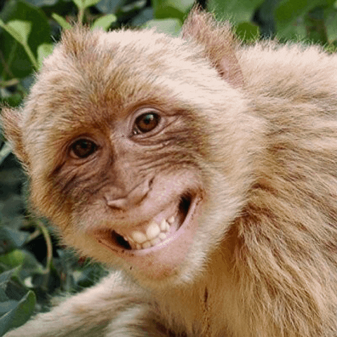 funny monkey gif