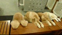 pray GIF