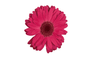 ınternational Beauty Sticker