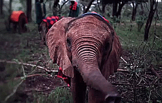 baby elephant GIF