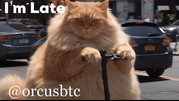 Cat GIF