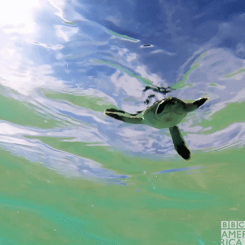 Baby Turtle GIF by BBC America