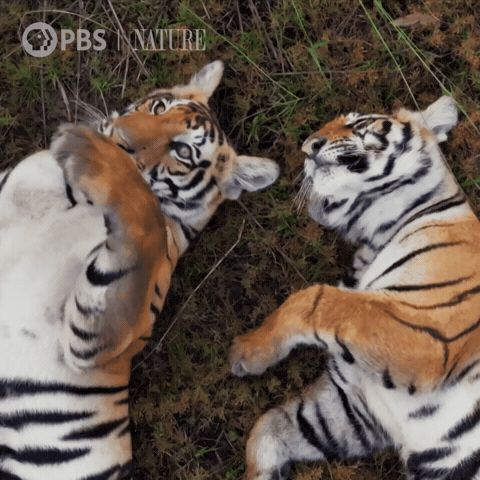 Chilling Pbs Nature GIF by Nature on PBS