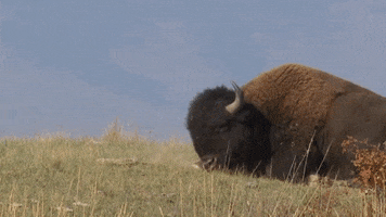 Bison Rolling GIF by U.S. Fish and Wildlife Service
