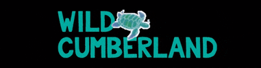 Wild Cumberland GIF