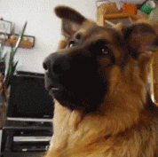 The Messengers Cute Dog GIF - Find & Share on GIPHY