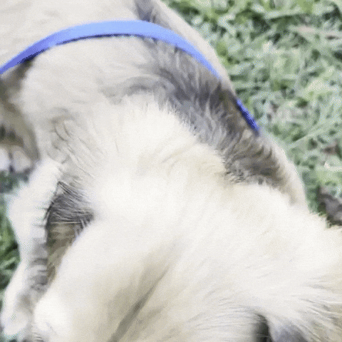 Sausage Dog GIF