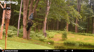 Bear Swings From Bird Feeder GIF by ViralHog