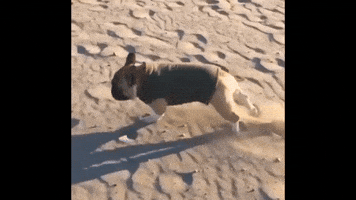 camps  GIF