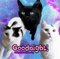 Good Night Cat GIF