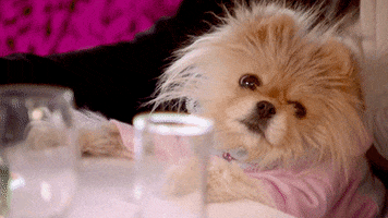 Reality TV gif. Giggy, Lisa Vanderpump's Pomeranian, is on Real Housewives of Beverly Hills. Giggy blinks at us while wearing a pink tracksuit.