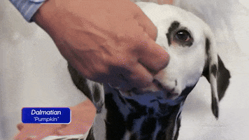 Dog Show Dalmation GIF by NBC