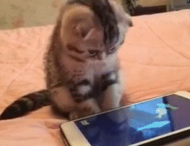 giphy.gif