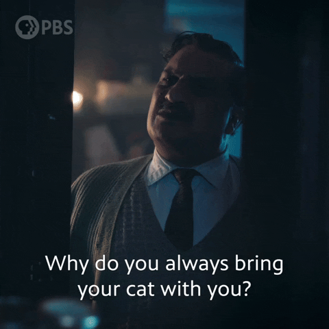 Season 13 Cat GIF by PBS