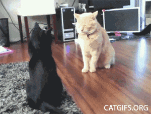 source.gif