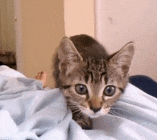 Kitten Bed GIF