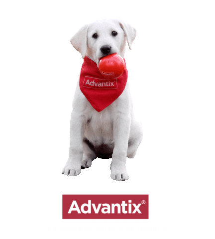 Advantix España Sticker