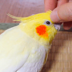 Bird Parrot GIF - Find & Share on GIPHY