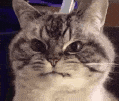 Angry Cat GIF