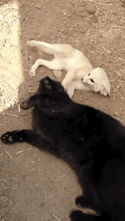 giphy.gif