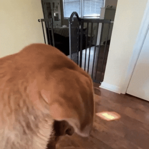 Dog Reggie GIF