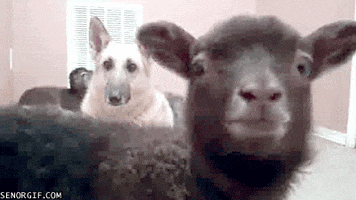 Dog Bleating GIF by Cheezburger