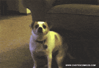 Perro Abandonado Gifs Get The Best Gif On Giphy