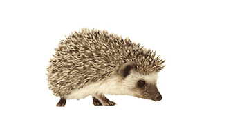 Metropole Rouen Normandie Sticker