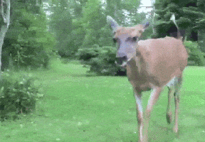 200.gif?cid=fc005b0829c534c89092a84f6c04675ff468764476f93b81&rid=200.gif&ct=g