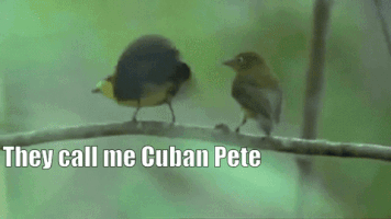 pete cuban GIF