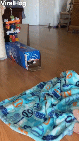 Playful Kitten Pounces Out Of Pepsi Box GIF by ViralHog