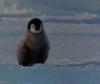 penguin GIF