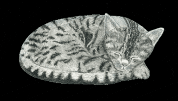 Cat Wellbeing GIF by quietnote