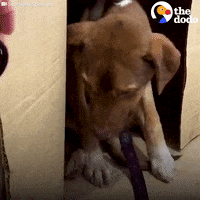 Scared Dogs GIF by The Dodo