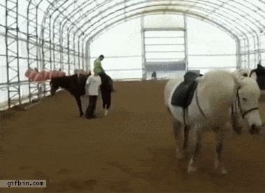 horse