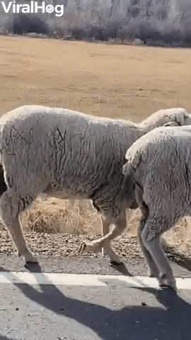 Herd Of Sheep Covers Road In Colorado GIF by ViralHog