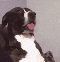 Excuse-moi ce que GIF