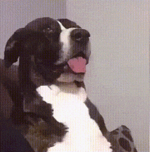 giphy.gif?cid=3640f6095c1ba060394d756445