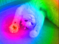 Meme gif. A cat lies upside down, arms stretched out above its head, and opens one paw, then the other, alternating, rainbow ripples radiating from each paw.
