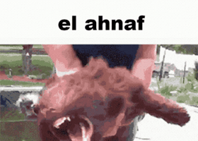 Ahnafcrash GIF